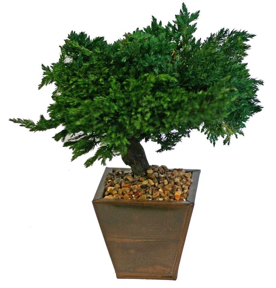 Preserved Traditional Bonsai - Click Image to Close